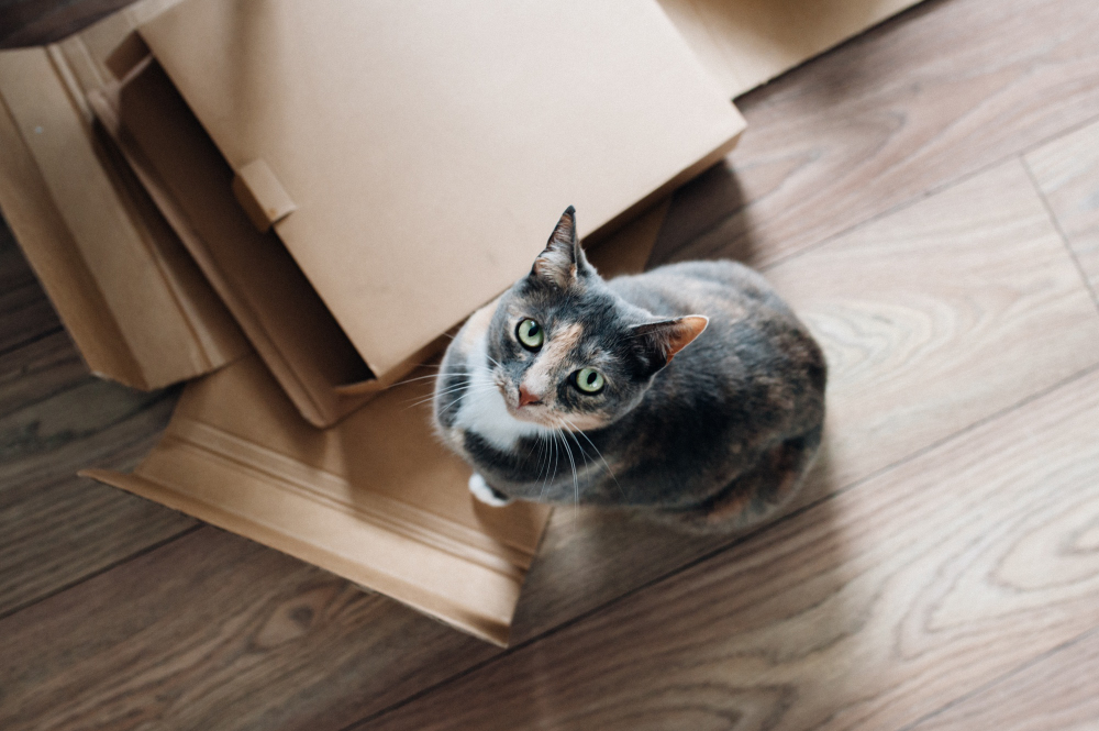 Chat se cachant parmi les cartons de déménagement, s'adaptant à sa nouvelle habitude en anticipation de sa nouvelle maison.