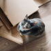 Chat se cachant parmi les cartons de déménagement, s'adaptant à sa nouvelle habitude en anticipation de sa nouvelle maison.
